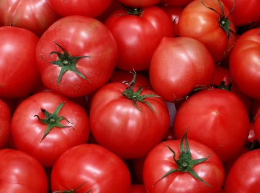 番茄栽培技巧 番茄栽培技巧