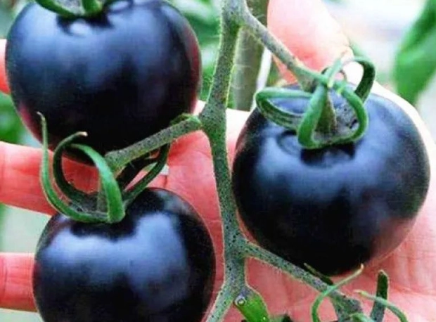 盆栽番茄種植 盆栽番茄種植