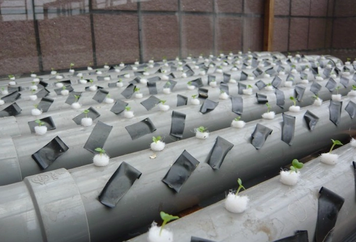 水耕蔬菜種類 水耕蔬菜種類