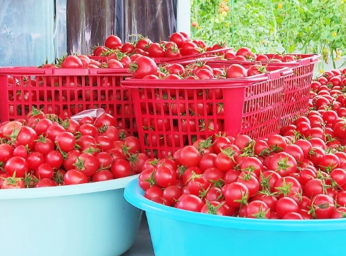 番茄种植距离 番茄种植距离