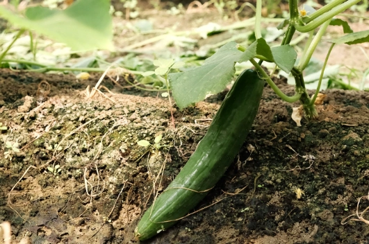 小黃瓜種子發芽 小黃瓜種子發芽