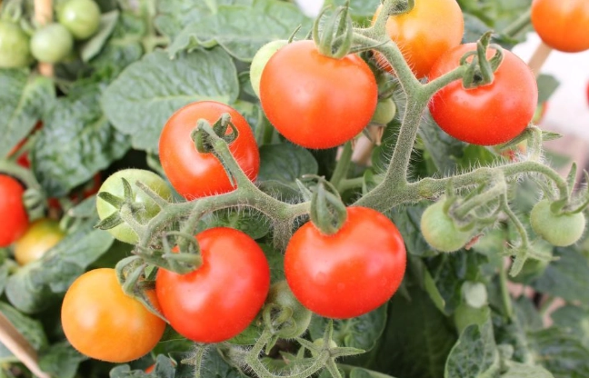 番茄栽培方法 番茄栽培方法