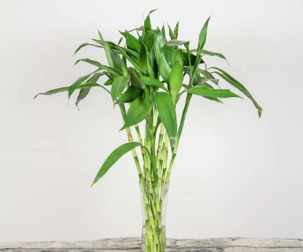 富貴竹葉子照顧 富貴竹葉子照顧