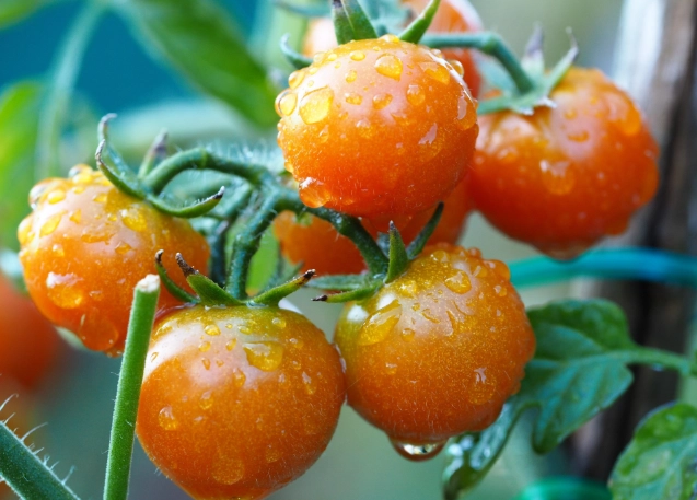 番茄冷藏方法 番茄冷藏方法