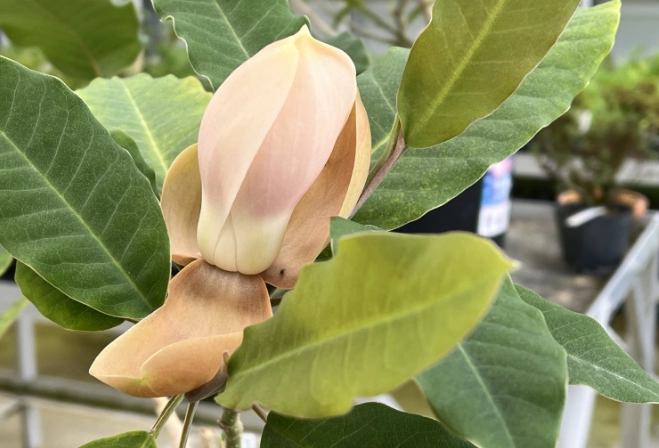 玉蘭花嫁接方法 玉蘭花嫁接方法