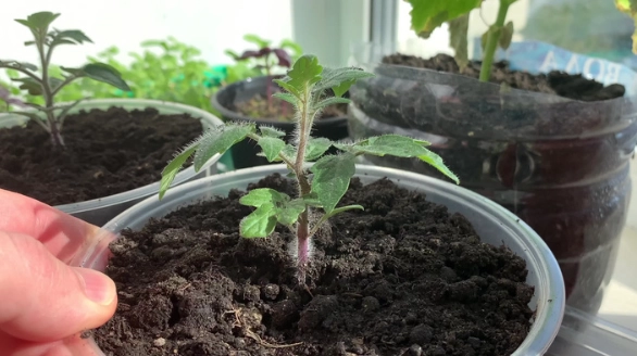 番茄幼苗病虫害 番茄幼苗病虫害