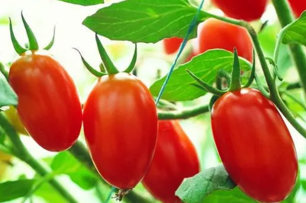 陽台種西紅柿 陽台種西紅柿