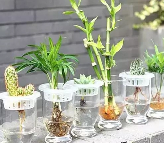 室內水種植物推薦