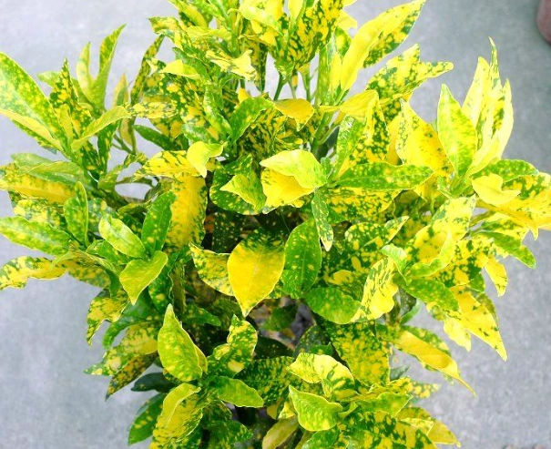 變葉木扦插 變葉木扦插