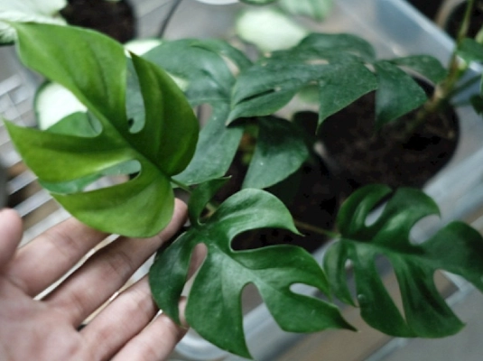 龜背芋水耕技巧