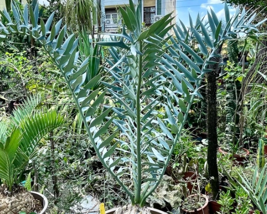 植物生根方法 植物生根方法