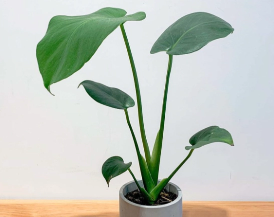 龜背芋節點繁殖