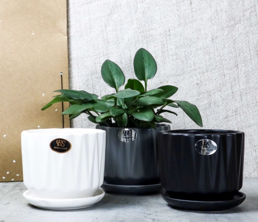 陶瓷盆栽推薦 陶瓷盆栽推薦