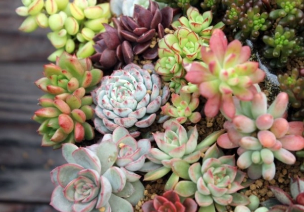 多肉植物養護