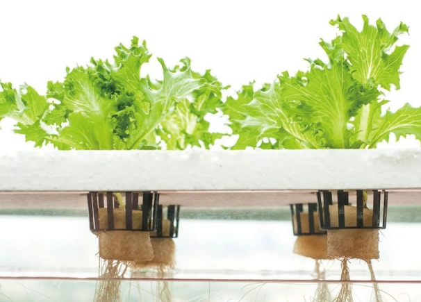 水耕种植方法