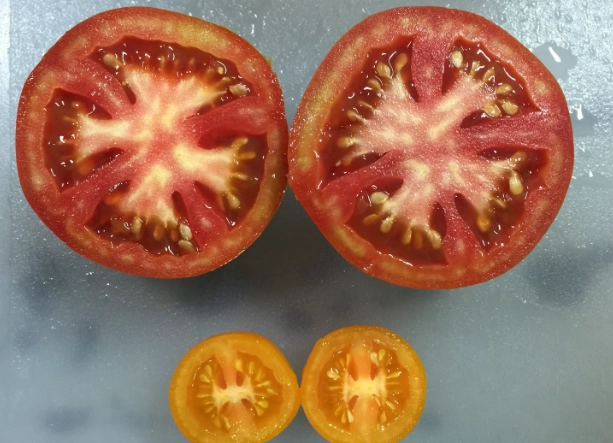 番茄種植方法 番茄種植方法