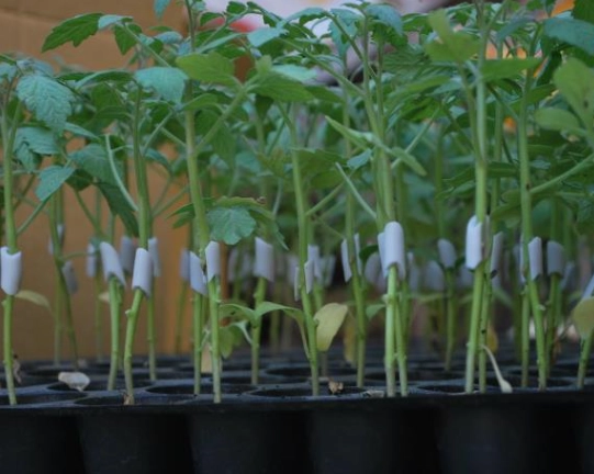 番茄种植距离 番茄种植距离