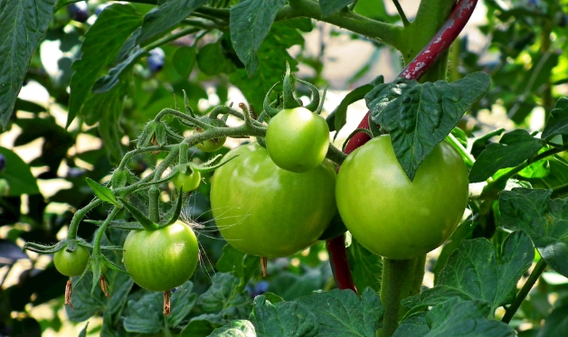 盆栽番茄技巧 盆栽番茄技巧