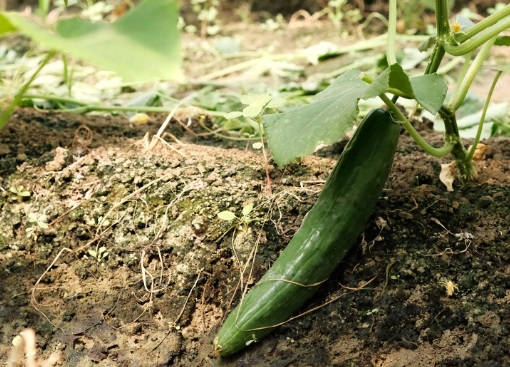 小黃瓜成熟度判斷