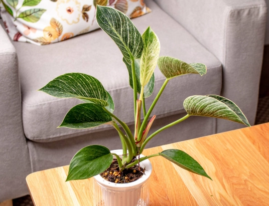 鉑金蔓綠絨養護 鉑金蔓綠絨養護