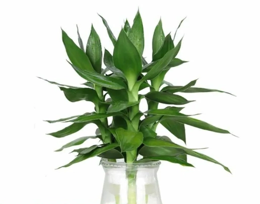 富貴竹修剪方法 富貴竹修剪方法