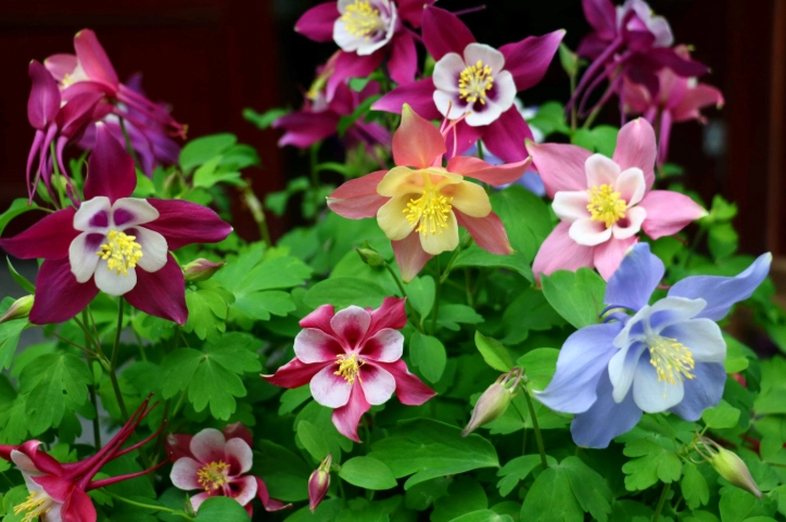 懶人花園設計 懶人花園設計