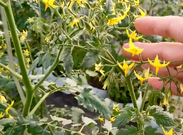 小果番茄设施栽培 小果番茄设施栽培