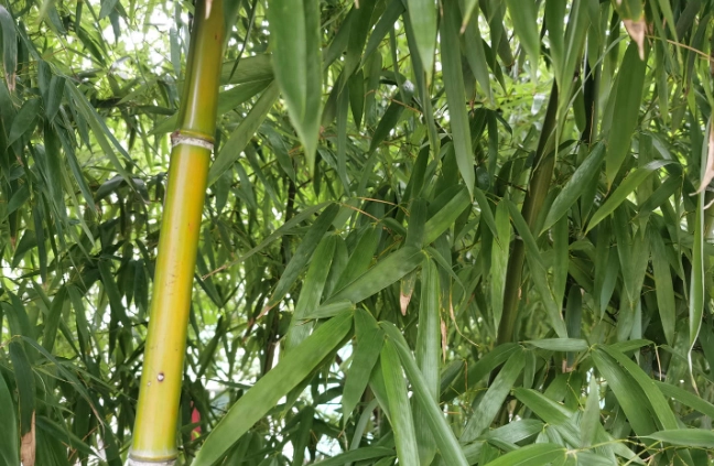 竹子葉子變黃處理 竹子葉子變黃處理