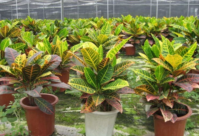 變葉木扦插 變葉木扦插