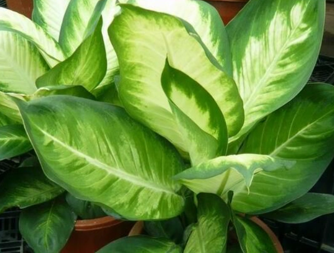 萬年青葉變黃原因 萬年青葉變黃原因