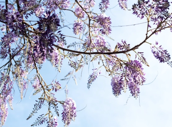 植物生根方法 植物生根方法