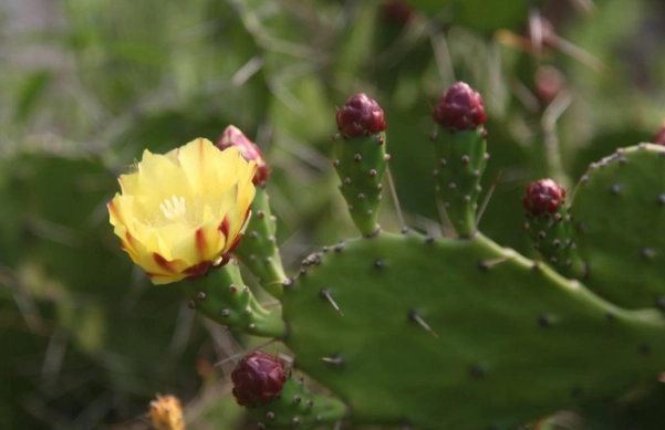 仙人掌生長特性 仙人掌生長特性