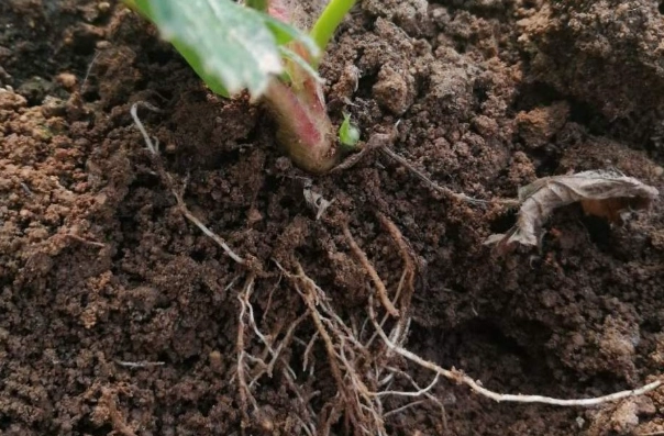 樹木修剪技巧 樹木修剪技巧