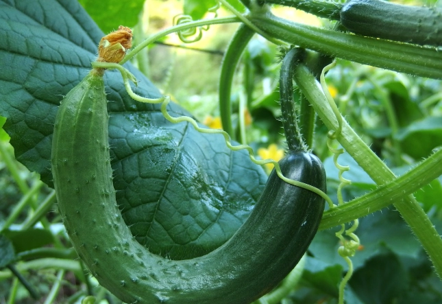 胡瓜栽培方法 胡瓜栽培方法