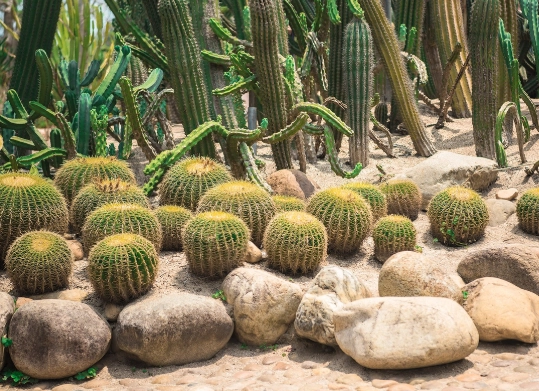 仙人掌生長特性 仙人掌生長特性