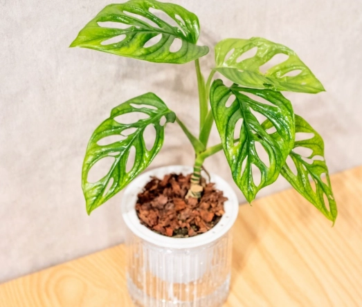 水耕龜背芋步驟