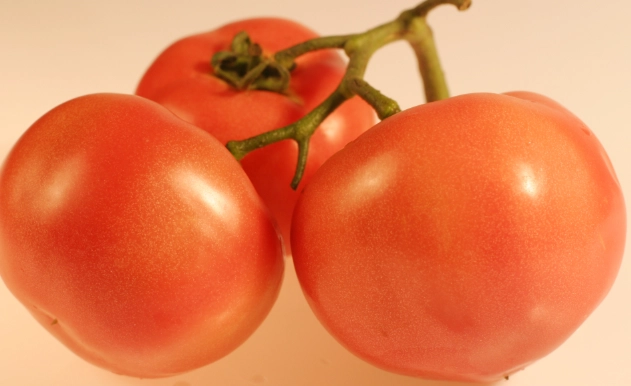 番茄種子繁殖