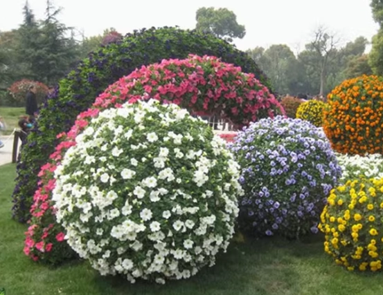 低維護戶外植物 低維護戶外植物