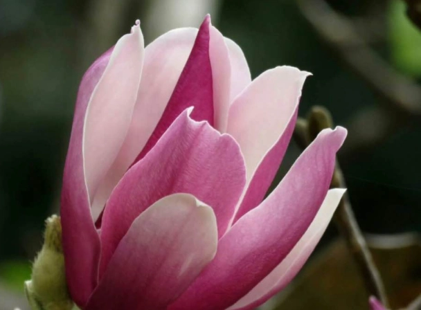 玉蘭花品種 玉蘭花品種