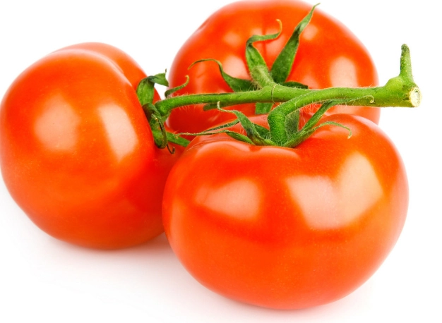 高溫番茄品種