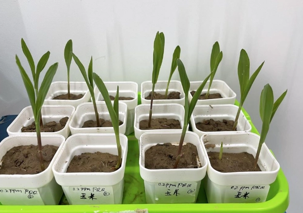 森樹分枝方法 森樹分枝方法