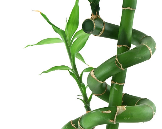 富貴竹修剪方法 富貴竹修剪方法