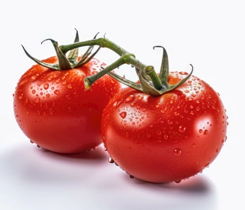 番茄育苗技巧 番茄育苗技巧