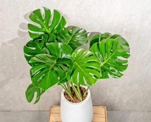 龜背芋節點照顧