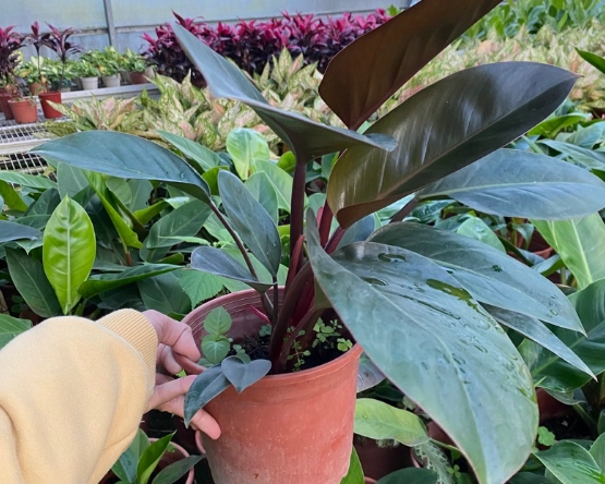 帝王蔓綠絨照顧 帝王蔓綠絨照顧