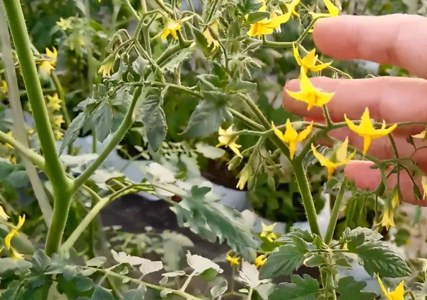 食物相剋拉肚子 食物相剋拉肚子