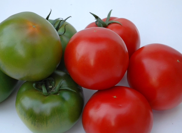 黑柿番茄种植技巧 黑柿番茄种植技巧