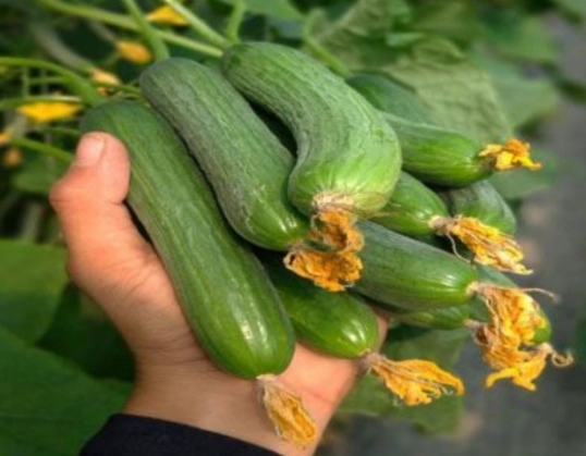 黄瓜叶子发黄怎么办 黄瓜叶子发黄怎么办