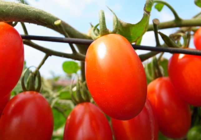 番茄病蟲害防治 番茄病蟲害防治