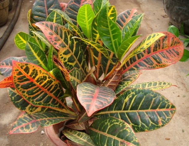 變葉木扦插 變葉木扦插